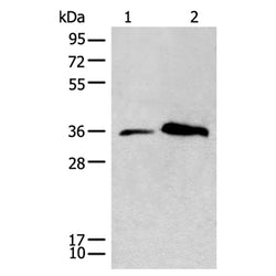 CD86 rabbit polyclonal antibody
