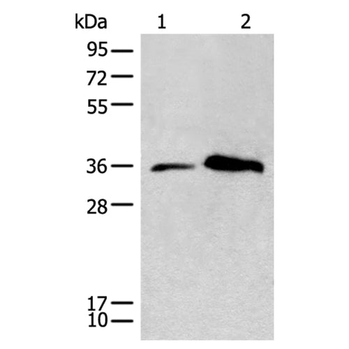 CD86 rabbit polyclonal antibody
