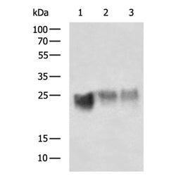 CD99 rabbit polyclonal antibody