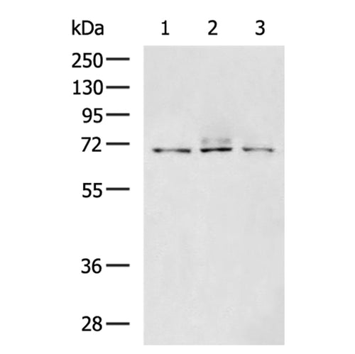 CLINT1 rabbit polyclonal antibody