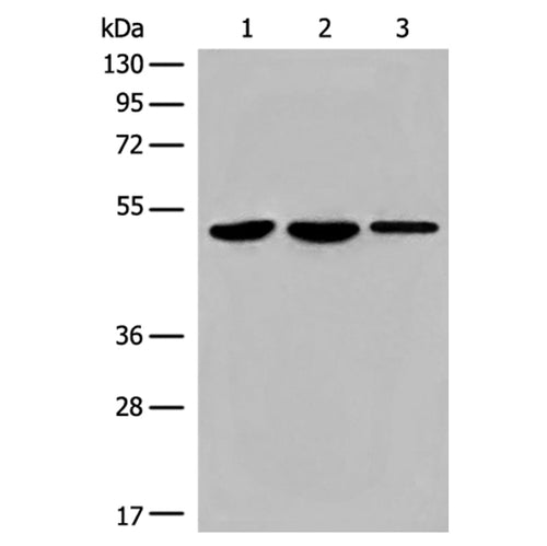 TFCP2 rabbit polyclonal antibody