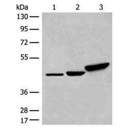 DDOST rabbit polyclonal antibody