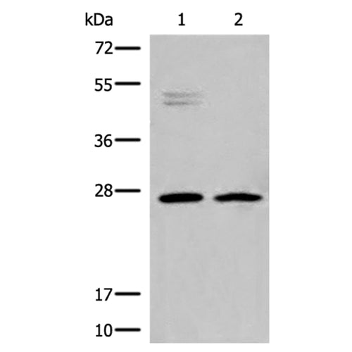 HLA-DMB rabbit polyclonal antibody