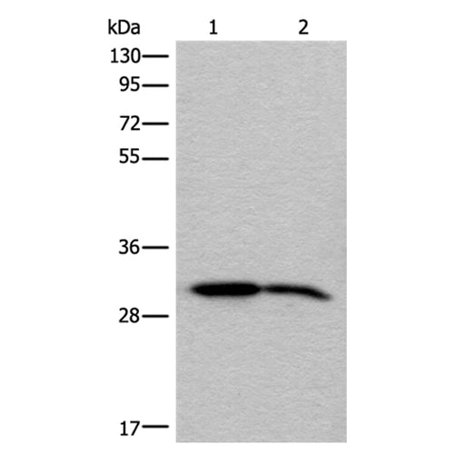 IMPA1 rabbit polyclonal antibody