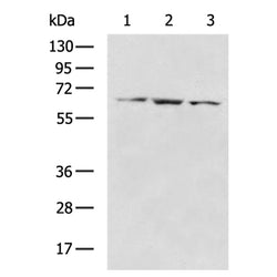 SLC22A24 rabbit polyclonal antibody