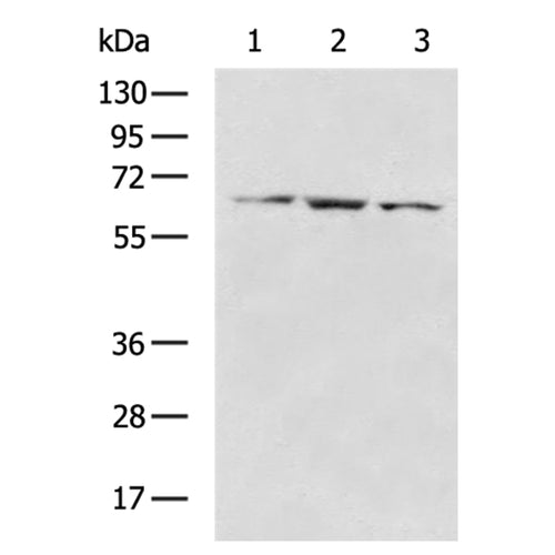 SLC22A24 rabbit polyclonal antibody