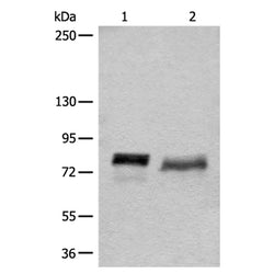BCAS3 rabbit polyclonal antibody
