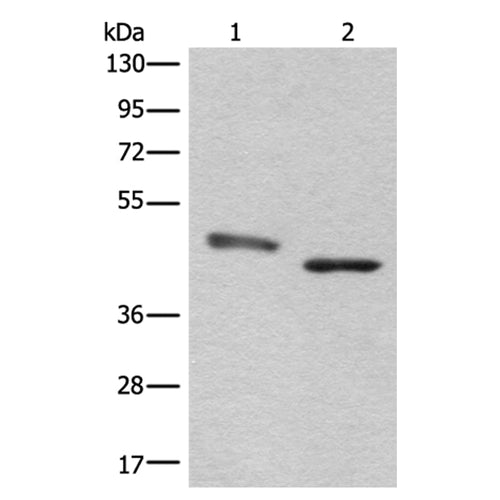 NEIL1 rabbit polyclonal antibody