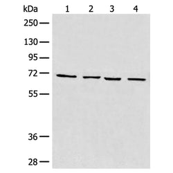 MAPK4 rabbit polyclonal antibody
