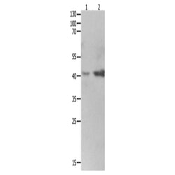 LRPAP1 rabbit polyclonal antibody