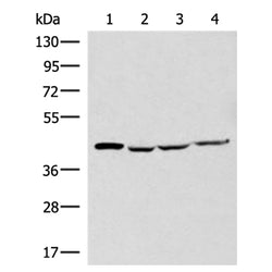 SLC16A7 rabbit polyclonal antibody