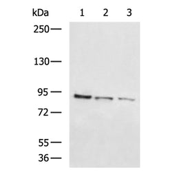 BACH2 rabbit polyclonal antibody