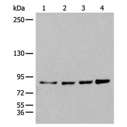 PIBF1 rabbit polyclonal antibody