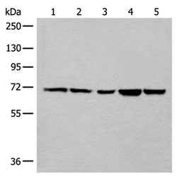 COL25A1 rabbit polyclonal antibody