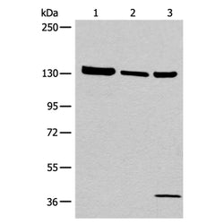 EPHA6 rabbit polyclonal antibody
