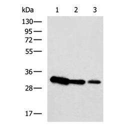 NAT8L rabbit polyclonal antibody