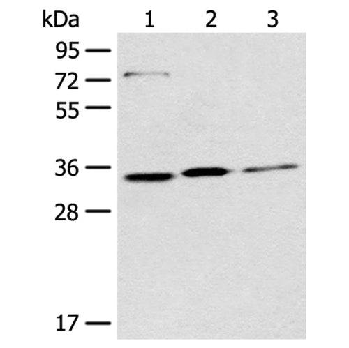 MORF4L2 rabbit polyclonal antibody