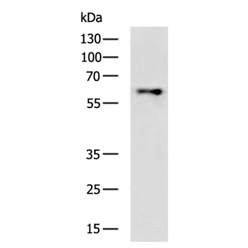 CGAS rabbit polyclonal antibody