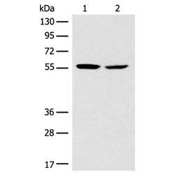 CORO2B rabbit polyclonal antibody