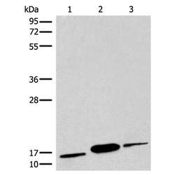 COX6A2 rabbit polyclonal antibody