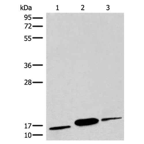 COX6A2 rabbit polyclonal antibody