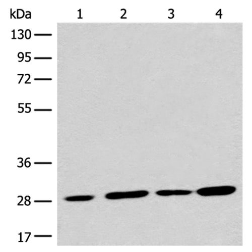 PNPO rabbit polyclonal antibody