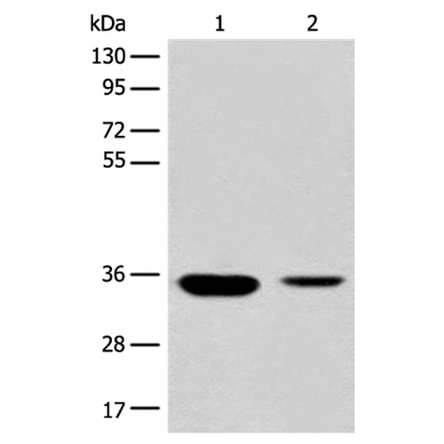 RGN rabbit polyclonal antibody