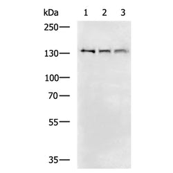 LPIN1 rabbit polyclonal antibody
