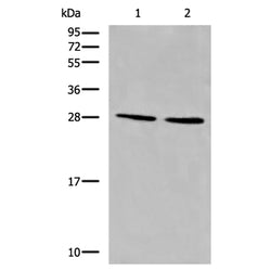 CYB5D1 rabbit polyclonal antibody