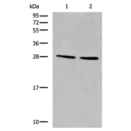 CYB5D1 rabbit polyclonal antibody