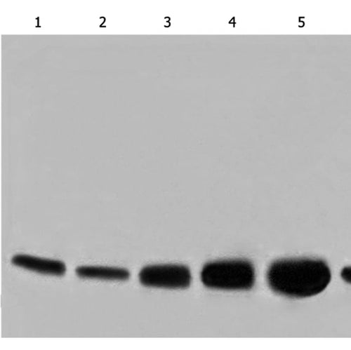 COX6C rabbit polyclonal antibody