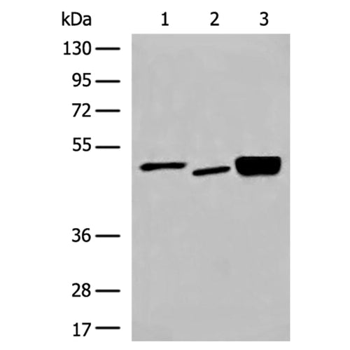 DMTN rabbit polyclonal antibody