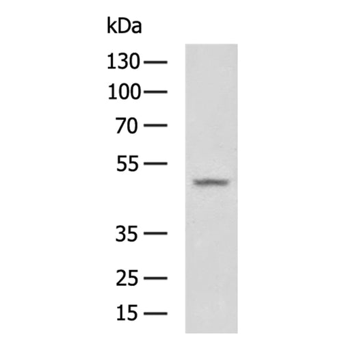 DUSP5 rabbit polyclonal antibody