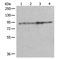 DDX1 rabbit polyclonal antibody