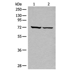 DDX59 rabbit polyclonal antibody