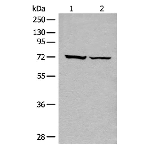 DDX59 rabbit polyclonal antibody