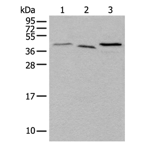 UBXN1 rabbit polyclonal antibody