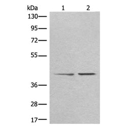 TMEM248 rabbit polyclonal antibody
