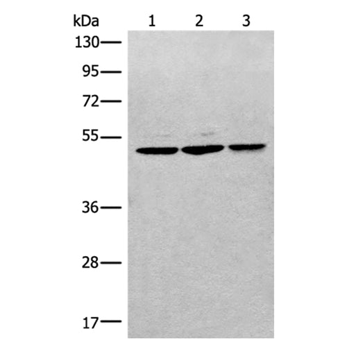 RPL3 rabbit polyclonal antibody