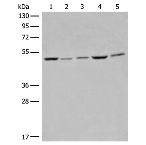 EIF4A3 rabbit polyclonal antibody