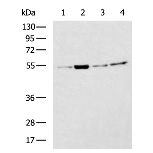 TUBA1B rabbit polyclonal antibody