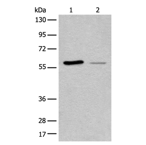 DUS2 rabbit polyclonal antibody