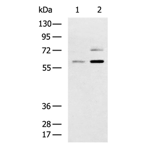 SF3A3 rabbit polyclonal antibody