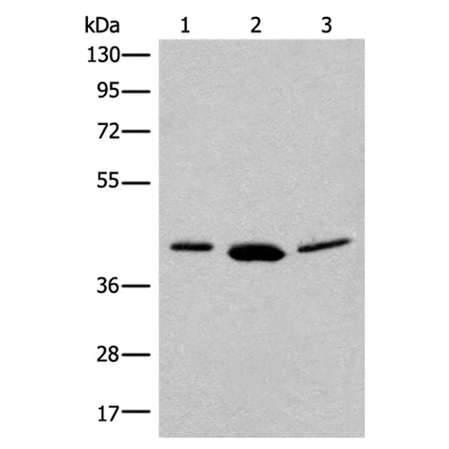 MRI1 rabbit polyclonal antibody