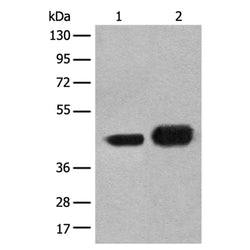 EN1 rabbit polyclonal antibody