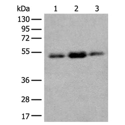 FAM98A rabbit polyclonal antibody