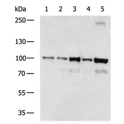 HSP90AA1 rabbit polyclonal antibody