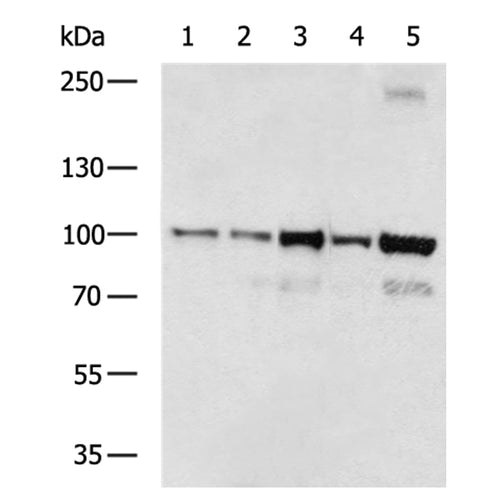 HSP90AA1 rabbit polyclonal antibody