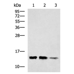B2M rabbit polyclonal antibody
