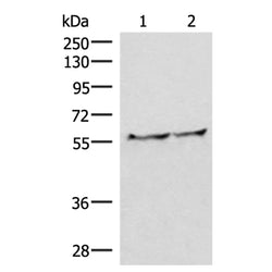 VIM rabbit polyclonal antibody